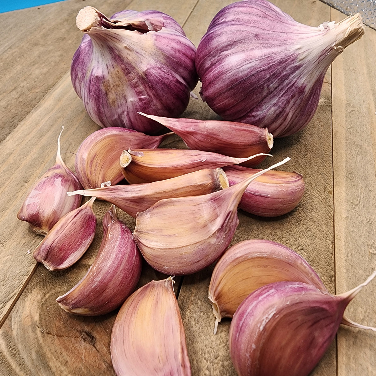 Clove of Chesnok Red hardneck garlic from SeedsNow-Garlic, showing the textured, purple-streaked garlic bulb on a white background.