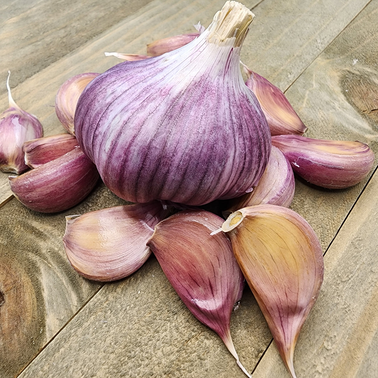 Hard neck Chesnok Red garlic bulb from SeedsNow-Garlic, showing multiple cloves with papery skin and vibrant color.