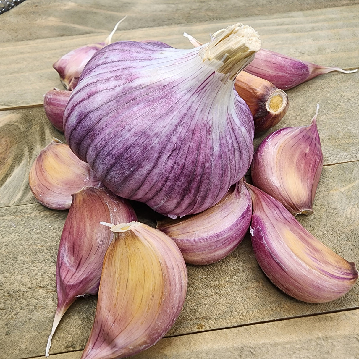Clove of Chesnok Red hard neck garlic from SeedsNow-Garlic showing its purple-streaked skin and bulbous shape.