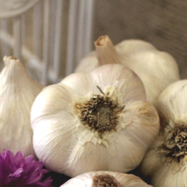 *Organic* Garlic Garden Variety Pack