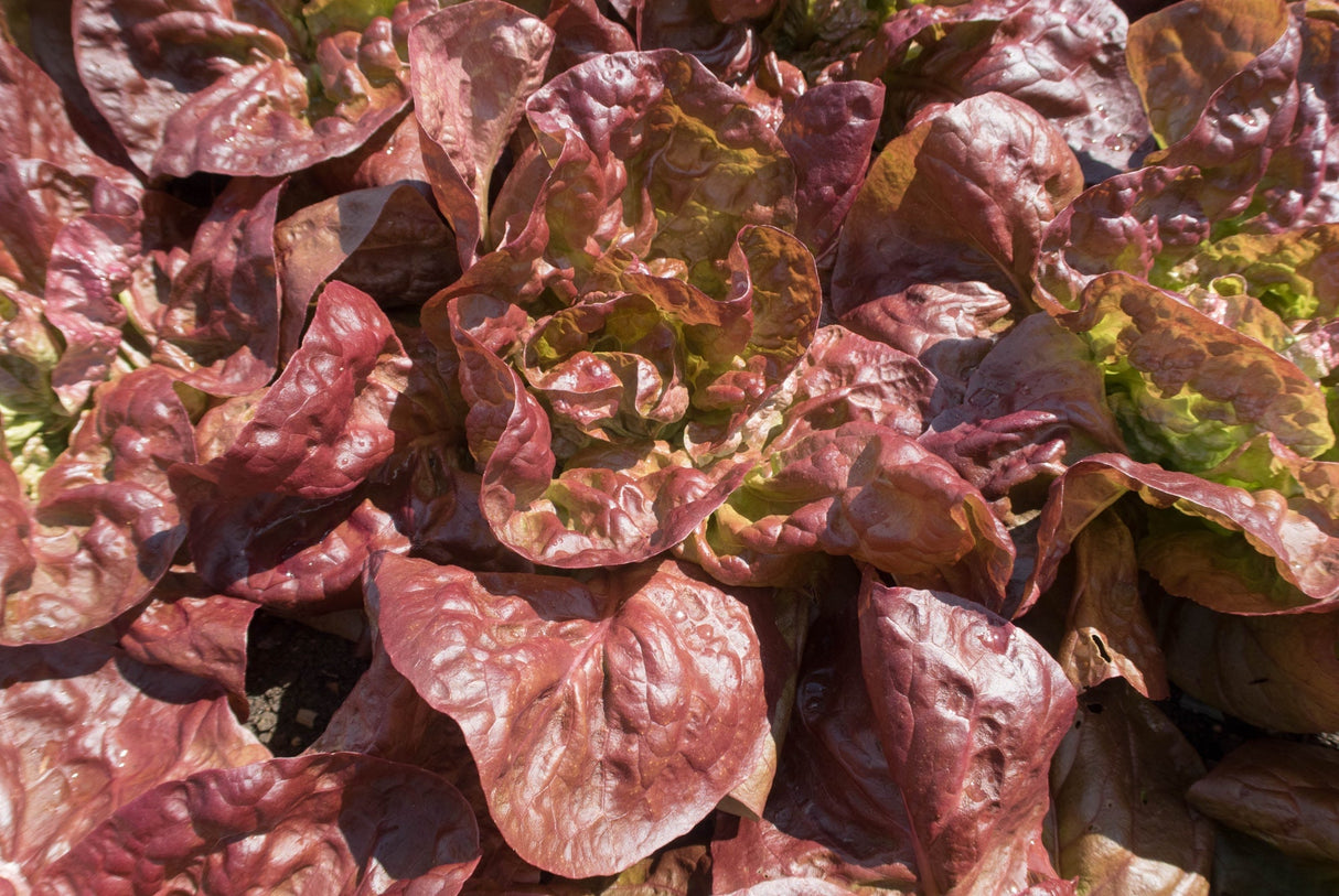 Fresh Marvel of Four Seasons lettuce from SeedsNow, showcasing vibrant green leaves and crisp texture.