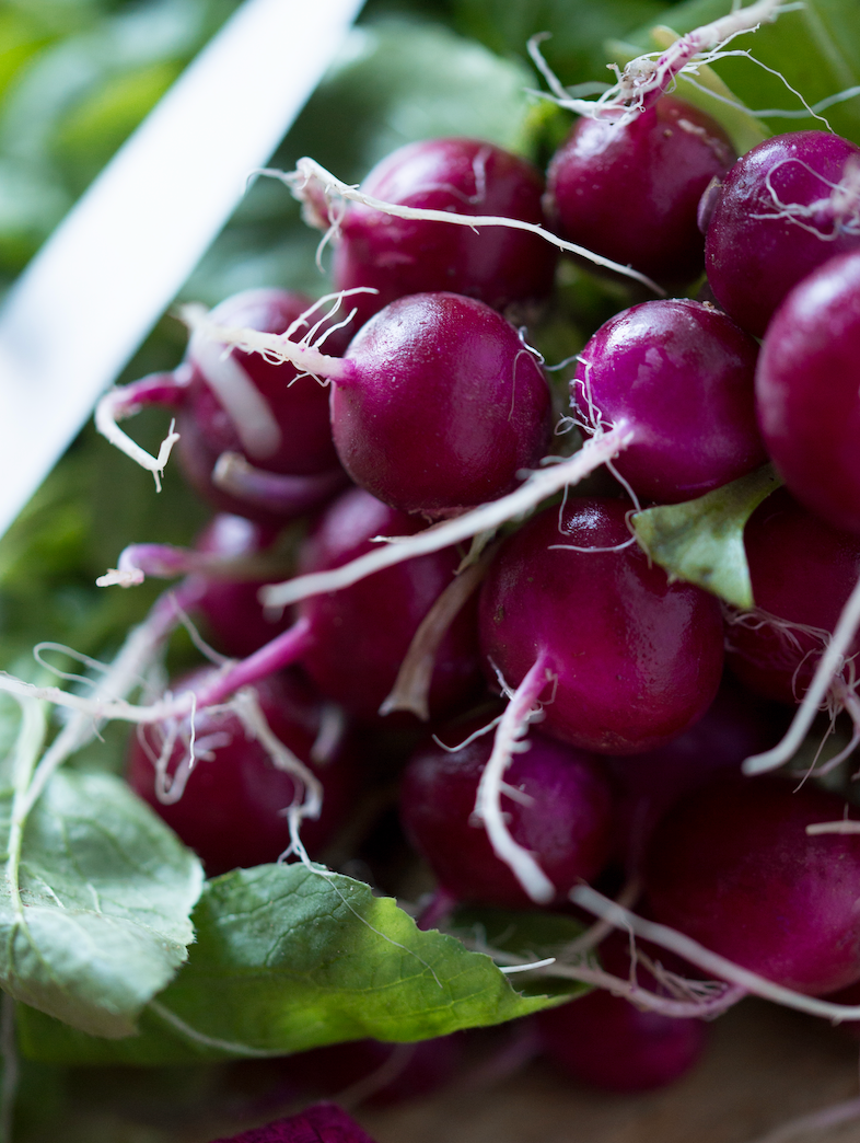 Purple radish seeds from SeedsNow, showcasing vibrant radish bulbs and lush green leaves in a close-up image.