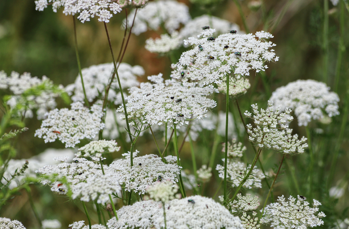 Queen Anne's Lace flower seeds close-up in soil for gardening