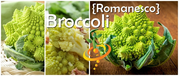 Romanesco broccoli seeds by SeedsNow, close-up of vibrant green, fractal-shaped Romanesco broccoli plant ready for planting.