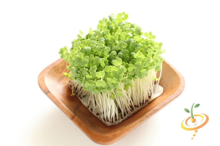 Broccoli sprouts microgreens growing on a wooden tray with white background