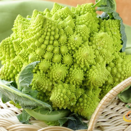 Buy Romanesco Italia Broccoli seeds for sale online in the USA. Italian, spiral shaped. Shop Open-pollinated OP, USA-quality, Heirloom, NON-GMO organic seeds & more!