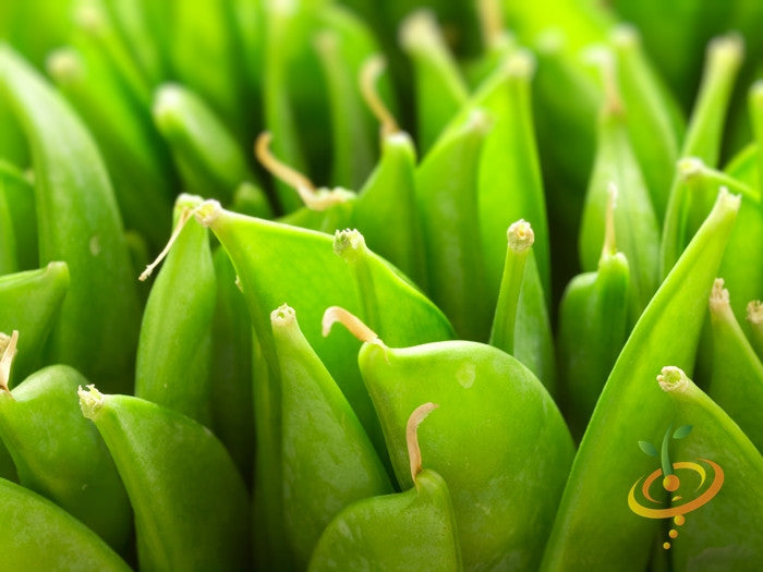 Close-up of fresh green sugar snap pea pods