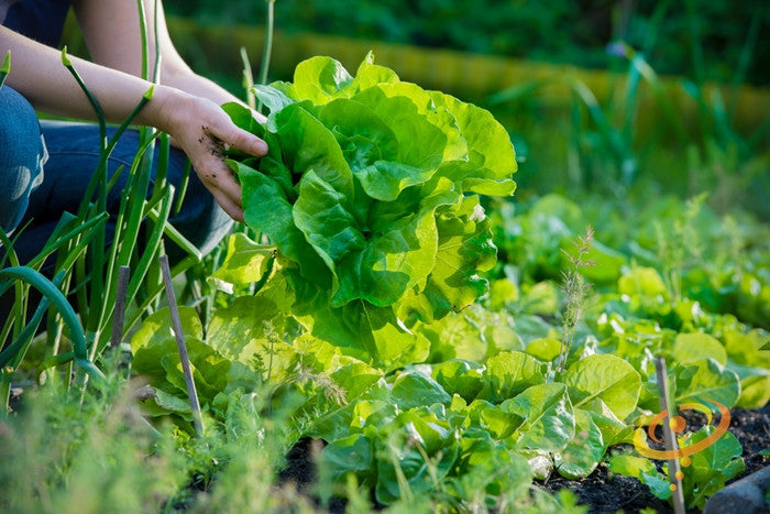 Fresh winter density lettuce from SeedsNow, close-up of vibrant green leaves and crisp texture ideal for winter gardening.