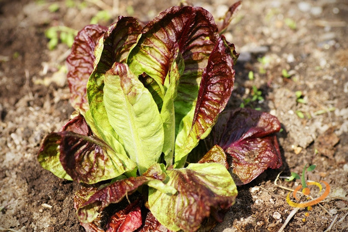 Fresh romaine lettuce plant with red-tipped leaves growing in soil, showcasing romaine lettuce seeds variety