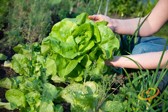 Person harvesting fresh All Year Round butterhead lettuce in garden bed
