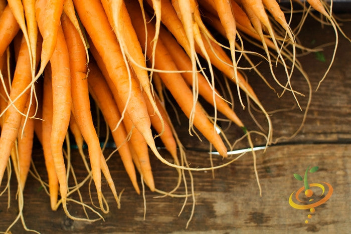 Fresh Kuroda carrot seeds from SeedsNow, 8 inches long, shown in packaging with vibrant orange carrots ready for planting.