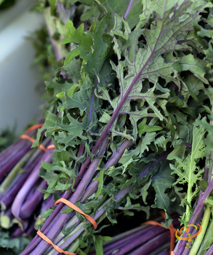 Close-up of Red Russian kale leaves with purple stems and deep green foliage bundled together