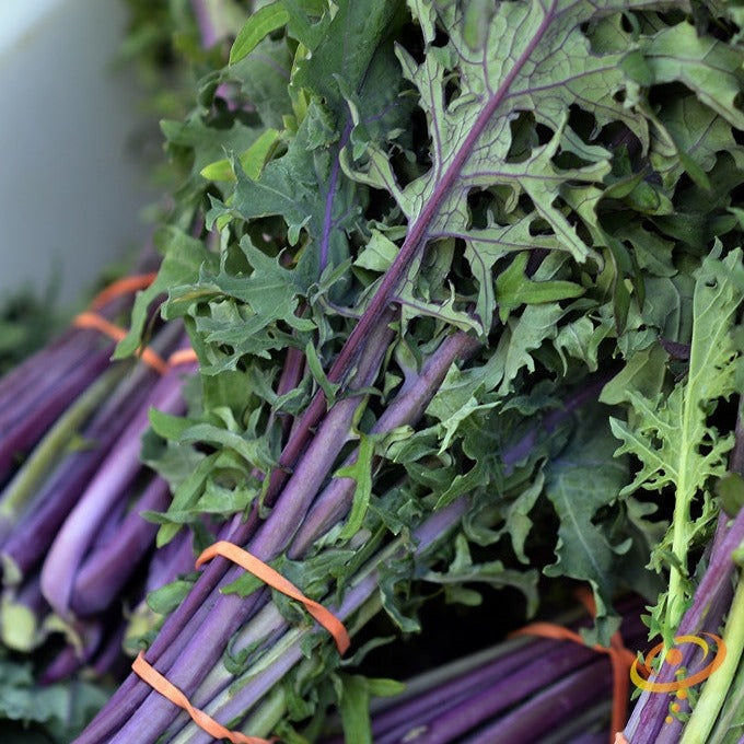 Fresh bundles of Kale Red Russian with purple stems and green leaves