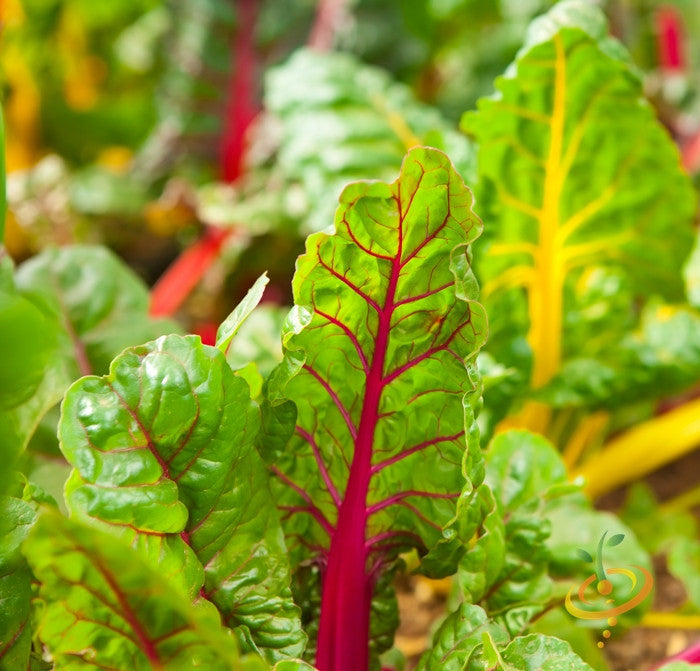 Ruby Red Swiss Chard seeds from SeedsNow, showcasing vibrant seed packets for growing colorful leafy greens.