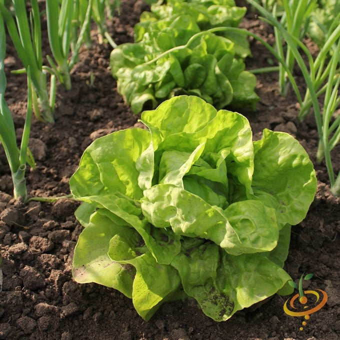 Green Butterhead lettuce growing in soil, All Year Round lettuce seeds, garden bed with seedlings