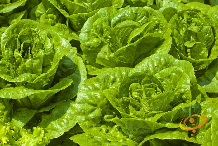 Close-up of fresh green Tom Thumb lettuce heads grown from seeds