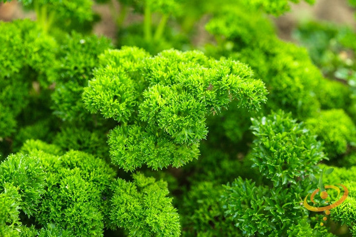 Fresh green parsley with triple moss curled leaves, shown as seeds ready for planting, from SeedsNow.
