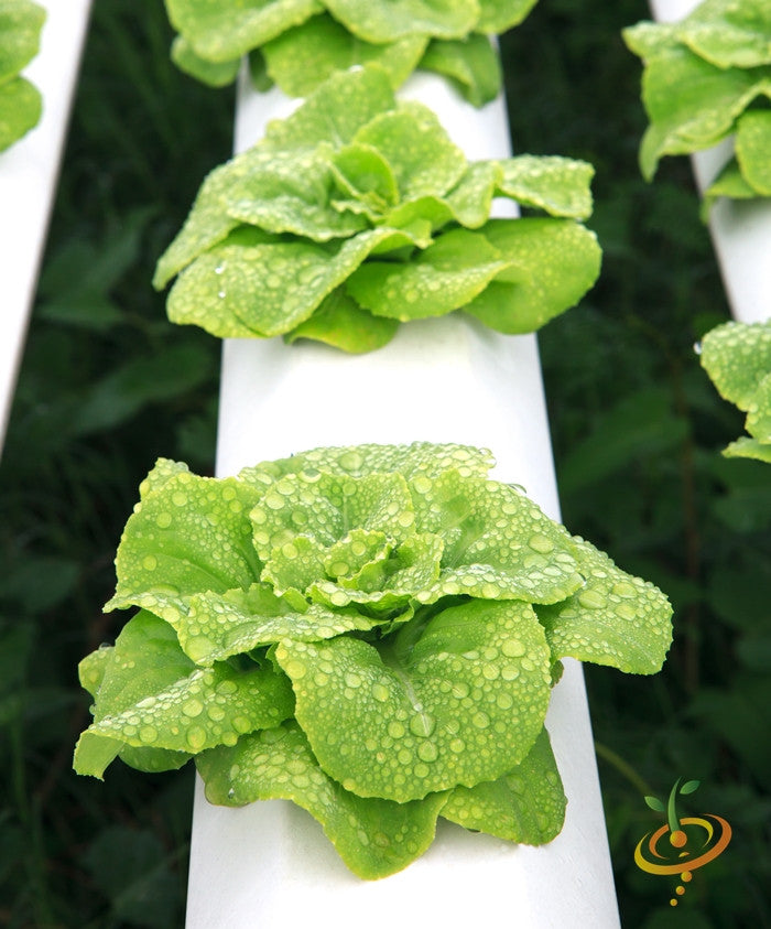 Fresh Summer Bibb lettuce growing from SeedsNow seed packet, vibrant green leafy vegetable on a garden bed.