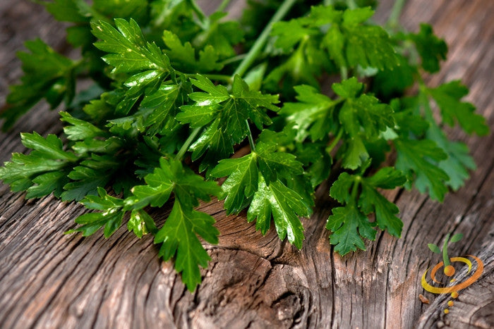 Dark green Italian Giant parsley with flat, finely cut leaves on wooden surface