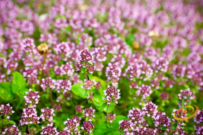 Fresh sweet marjoram seeds from SeedsNow, showing small, brown seeds ideal for herb planting and culinary use.
