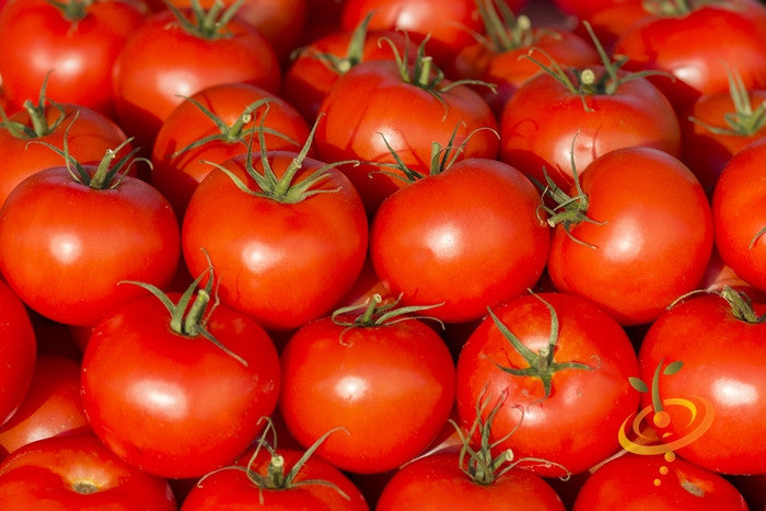 Close-up of ripe red Ace 55 determinate tomatoes with green stems