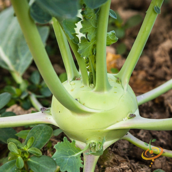 Kohlrabi Delicatesse green round bulb growing in soil with stems and leaves