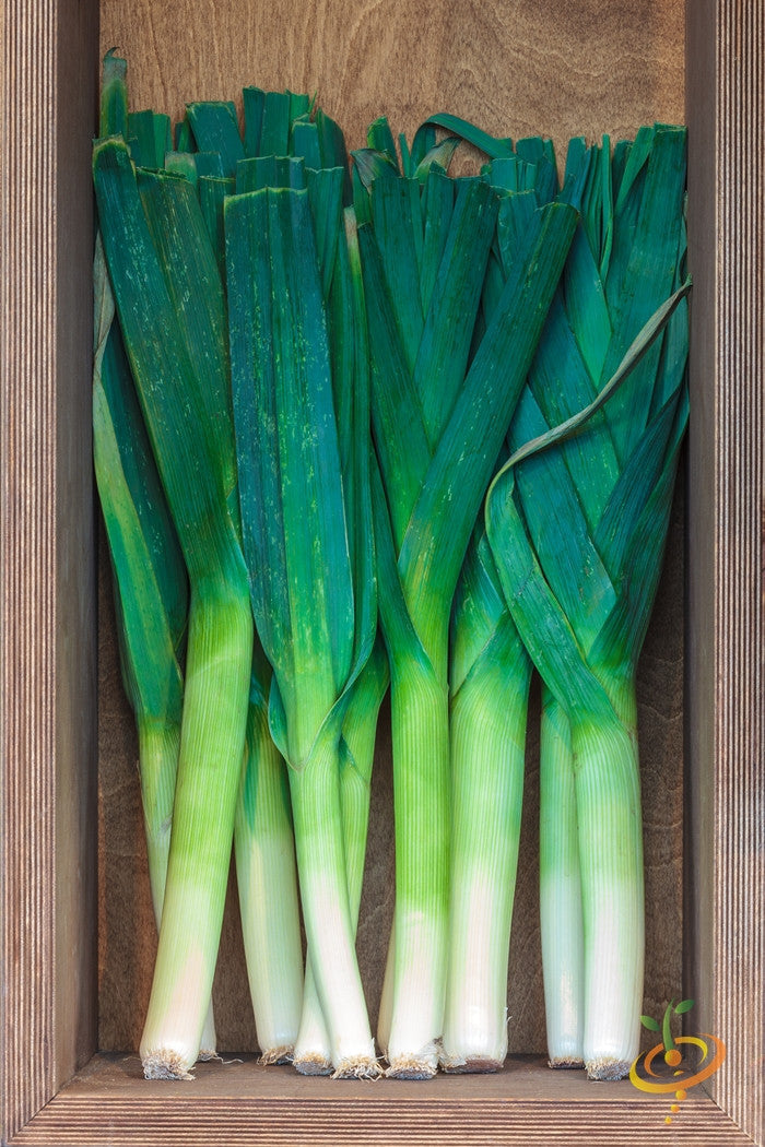 Large American flag leek seeds by SeedsNow, fresh green leek with vibrant leaves, ideal for planting in vegetable gardens.