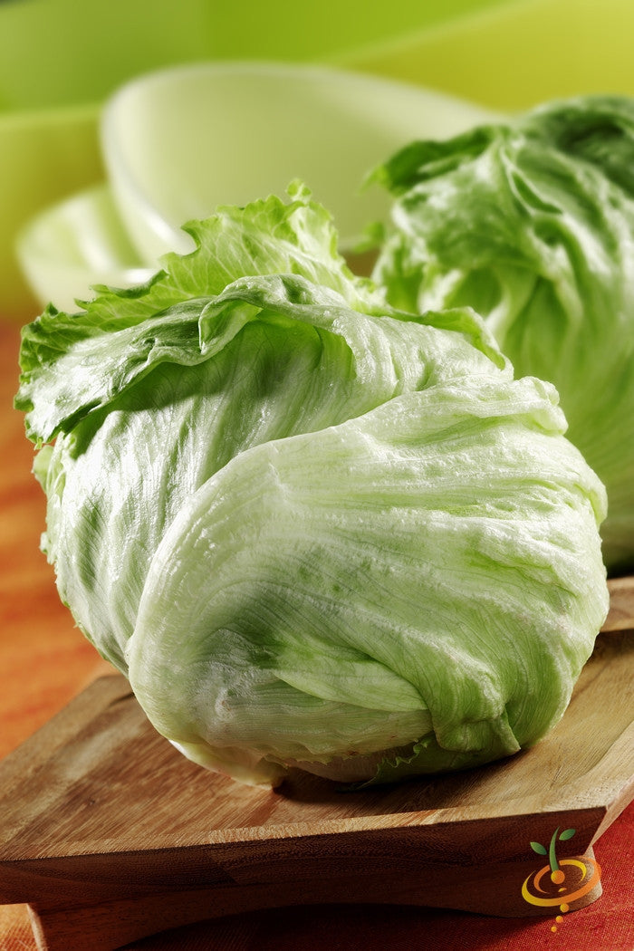 Fresh iceberg lettuce growing in a garden, with SeedsNow iceberg lettuce seeds ready for planting.