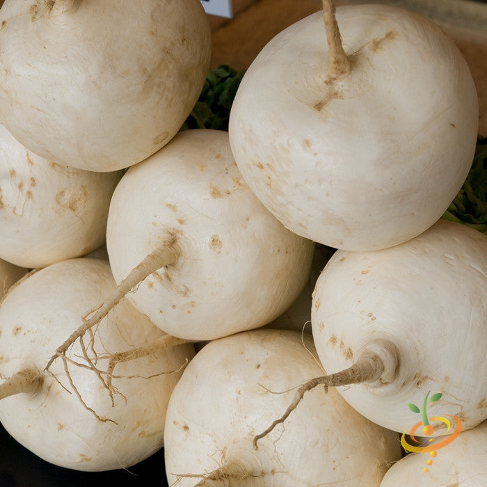 Close-up of fresh white round radishes known as Radish - Hailstone seeds, showing their smooth, crisp skin and short roots.