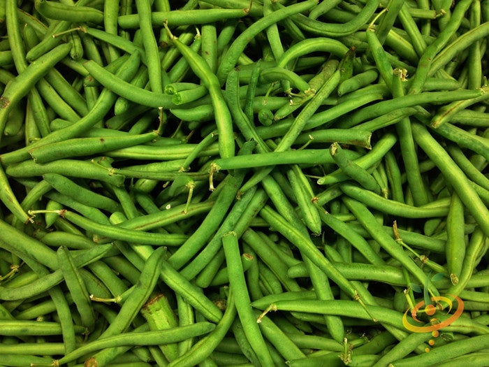 Fresh green Tendergreen Bush Beans piled together showing their long, slender pods