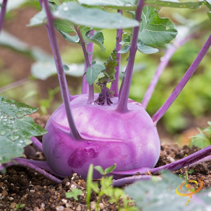 Order fresh Purple Vienna Kohlrabi seeds online in the USA. Purple skin and white flesh. Open-pollinated OP, USA-quality, Heirloom, NON-GMO organic seeds & more!