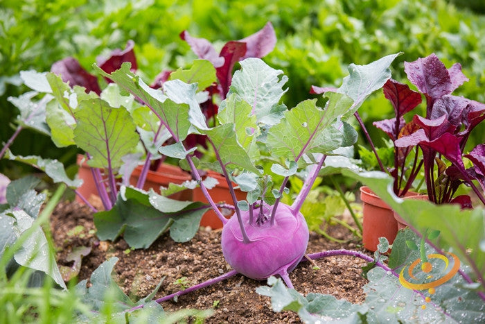 Kohlrabi Vienna purple growing in garden soil with leafy greens