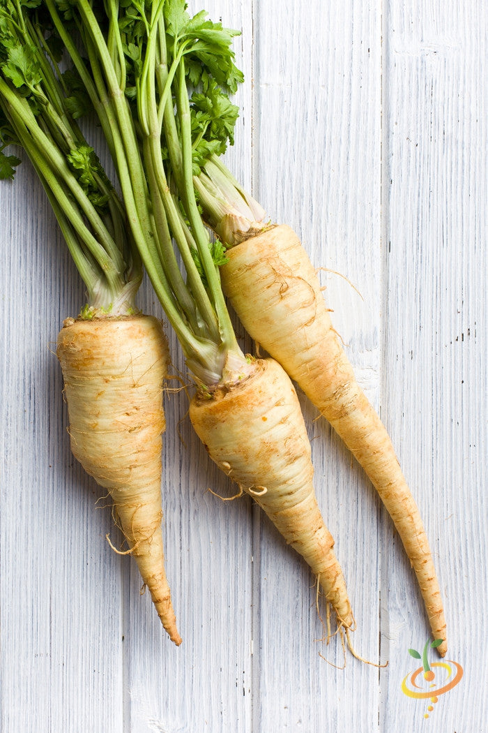 Three fresh Harris Model parsnips with green tops on a white wooden surface