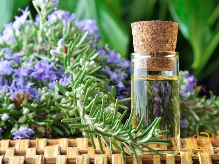 Fresh rosemary seeds from SeedsNow, small brown seeds ideal for planting and growing fragrant rosemary herbs.