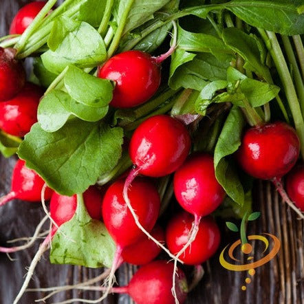Buy fresh Champion Radish seeds online in the USA. Bright red cherry, solid skin. Shop Open-pollinated OP, USA-quality, Heirloom, NON-GMO organic seeds & more!