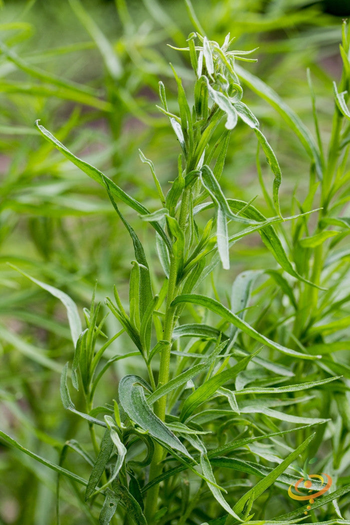 Tarragon (Dragon Wort) seeds from SeedsNow, small brown seeds with a textured surface for herb gardening.