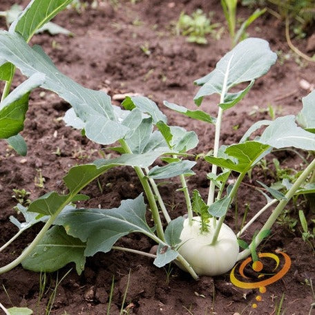 Order fresh White Vienna Kohlrabi seeds online in the USA. Pale green bulb with white flesh. Open-pollinated OP, USA-quality, Heirloom, NON-GMO organic seeds & more!