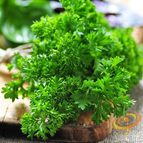 Triple Moss Curled Parsley seeds from SeedsNow, small green seed packets with detailed label and product information.