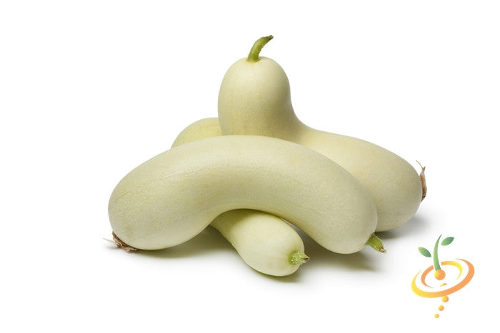 White Wonder seeds white heirloom cucumbers with smooth skin and tender texture on white background