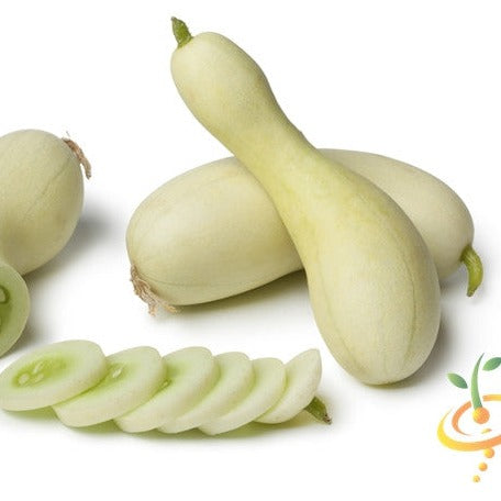 White Wonder seeds cucumber variety with whole and sliced white cucumbers on white background