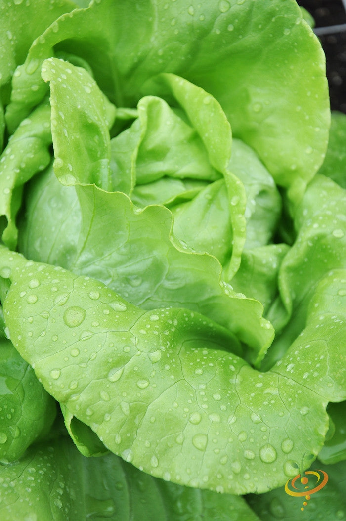 Close-up of fresh green lettuce leaves with water droplets, Lettuce - All Year Round seeds