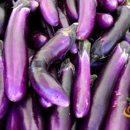 Long purple Italian eggplant (aubergine) seedling from SeedsNow, showing vibrant purple, elongated eggplant fruit and green leaves.