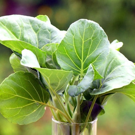 Fresh kale leaves from Kale - Premier seeds variety in a glass container