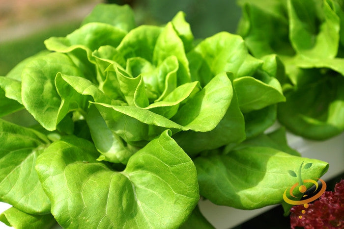 Fresh green Tom Thumb lettuce head growing in a garden close-up