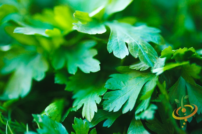 Close-up of dark green Italian Giant parsley leaves with flat, finely cut edges