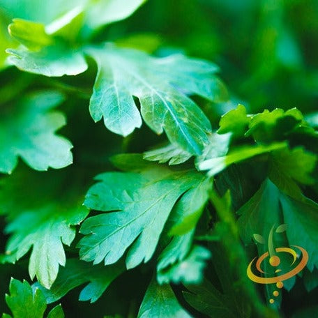 Close-up of dark green Italian Giant parsley leaves with flat, finely cut edges