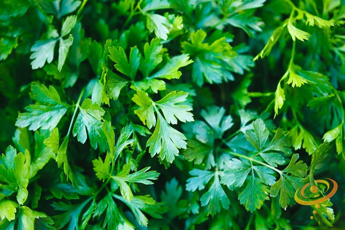 Dark Green Italian Giant parsley leaves with finely cut flat foliage ideal for garnishing and culinary use