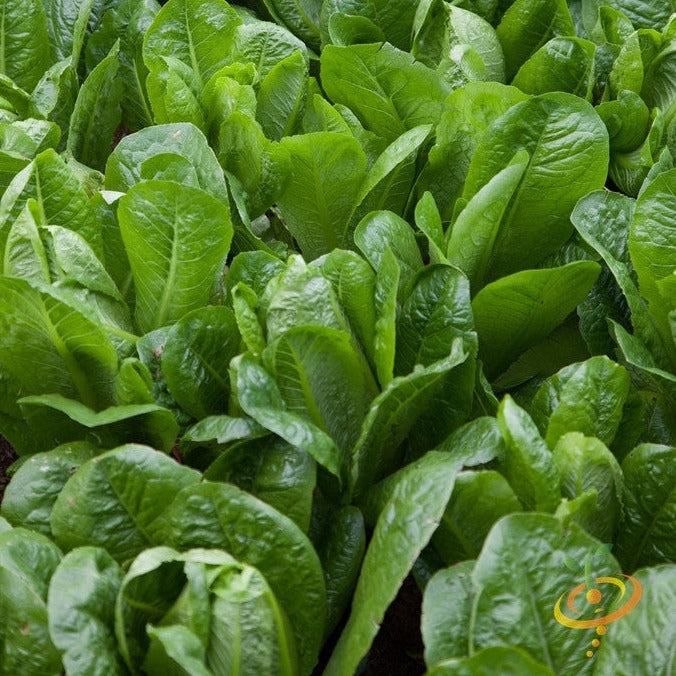 Close-up of dark green Romaine lettuce plants growing in soil