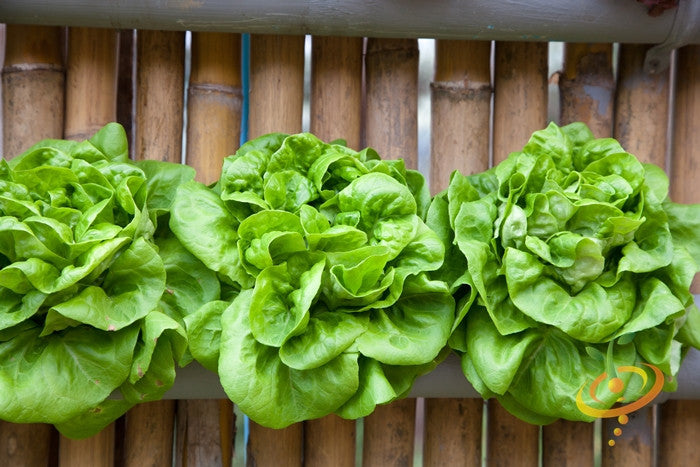 Fresh winter density lettuce growing from SeedsNow seed packet, lush green leaves and vibrant foliage in a garden setting.
