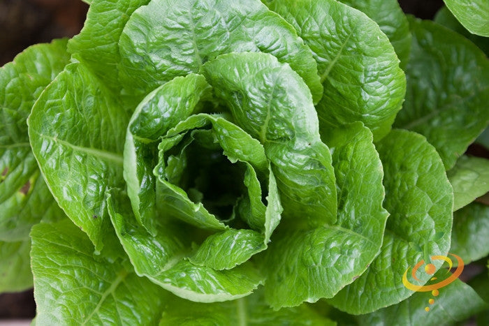 Fresh winter density lettuce seeds from SeedsNow, small green seed packets suitable for planting in cool weather.